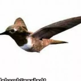 Flying Humming Bird 3d model