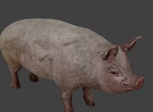 Pig 3d model Pig 3d model