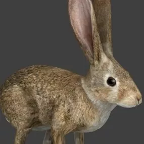 Rabbit 3d model