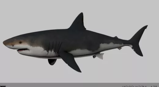Blue Shark Lowpoly 3d model