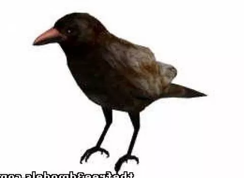 Crow Bird 3d model Crow Bird 3d model
