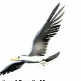 Gull Animal 3d model