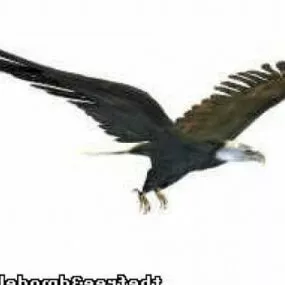 America Eagle 3d model