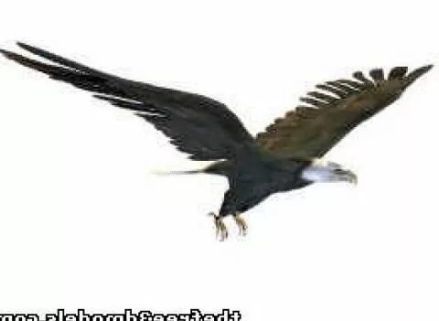 Eagle Sculpture Statue 3d model