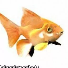 Goldfish Animal 3d model