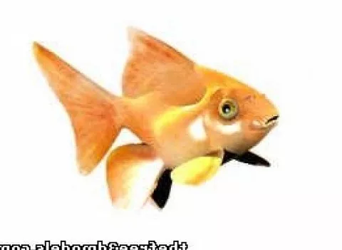 Goldfish Animal 3d model Goldfish Animal 3d model