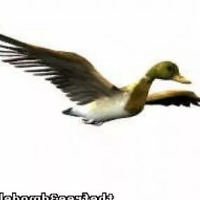 Mallard Bird 3d model