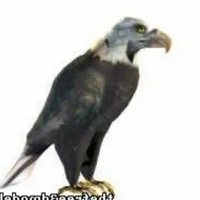 Eagle 3d model