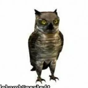 Wild Owl 3d model