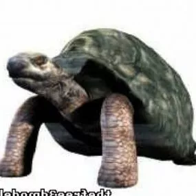 Tortoise 3d model