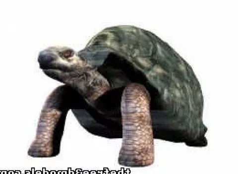 Tortoise Chinese Statue 3d model