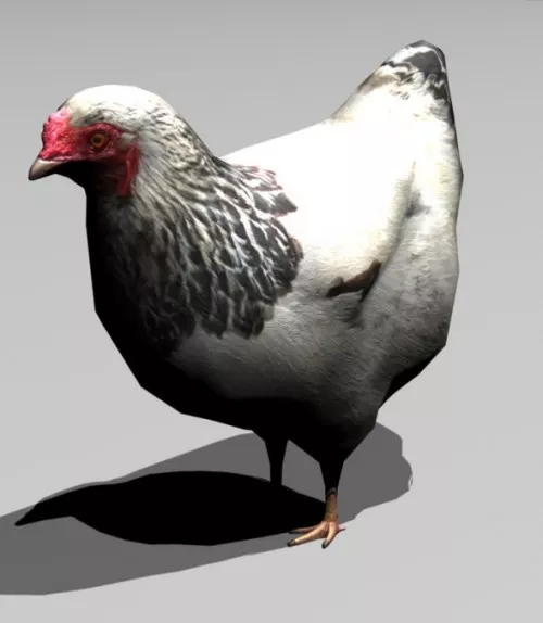 Chiken Animal 3d model Chiken Animal 3d model