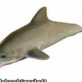 Dolphin Lowpoly 3d model