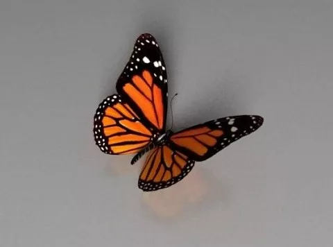 Wild Butterfly 3d model Wild Butterfly 3d model