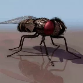 Fly 3d model