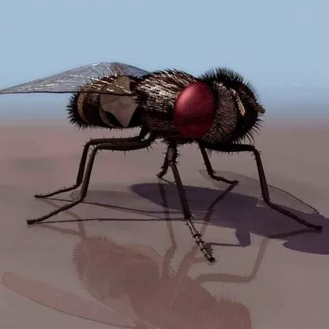 Fly 3d model Fly 3d model