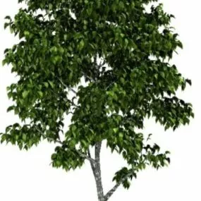 Nature Birch Tree 3d model