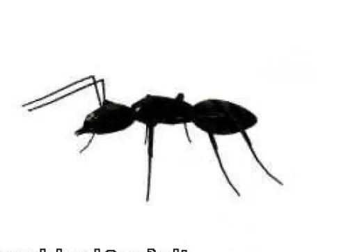 Red Ant Insect 3d model