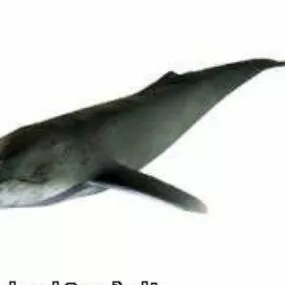 Humpback Fish 3d model