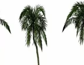 Realistic Palm Tree 3d model