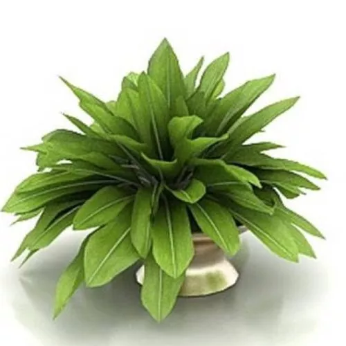 House Plant Pot Indoor 3d model House Plant Pot Indoor 3d model
