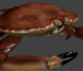 Crab 3d model