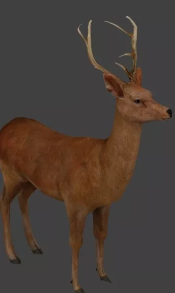 Realistic Deer 3d model Realistic Deer 3d model