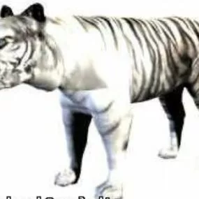 White Tiger 3d model