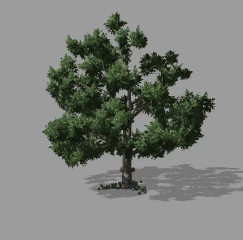 Tree Plant 3d model Tree Plant 3d model