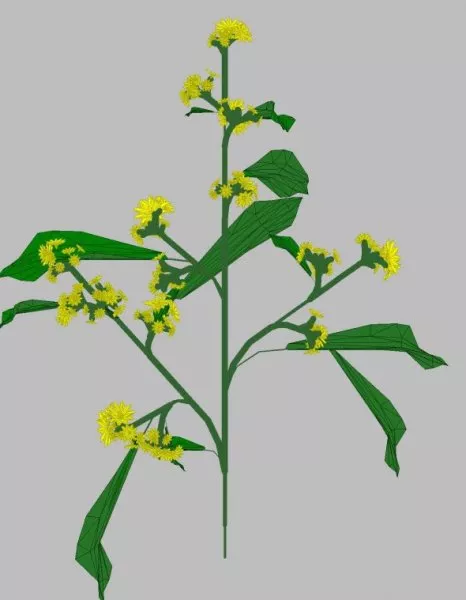 Yellow Flower 3d model Yellow Flower 3d model