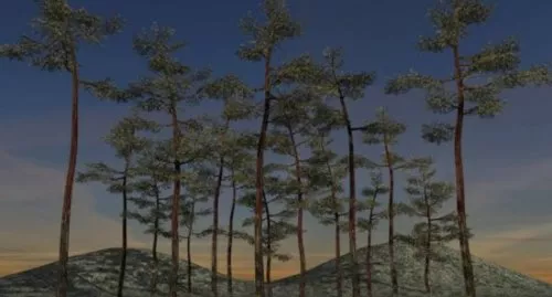 Pines Tree Forest Scene 3d model Pines Tree Forest Scene 3d model