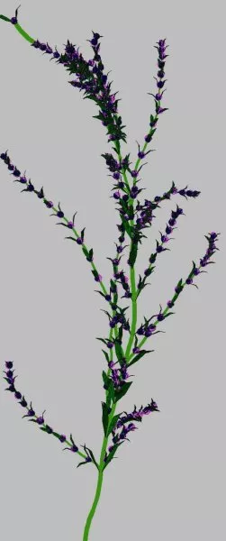 Violet Flower 3d model Violet Flower 3d model