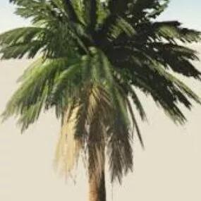 Realistic Palm Tree 3d model