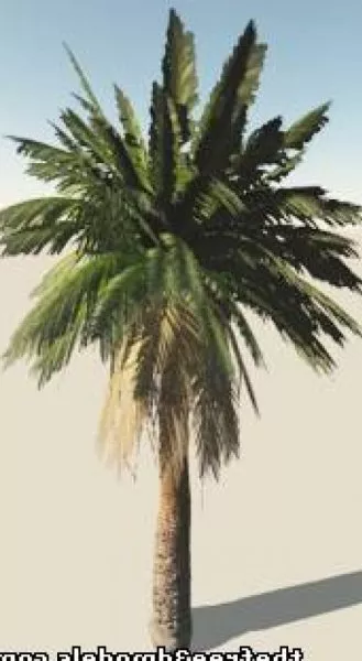 Realistic Palm Tree 3d model Realistic Palm Tree 3d model