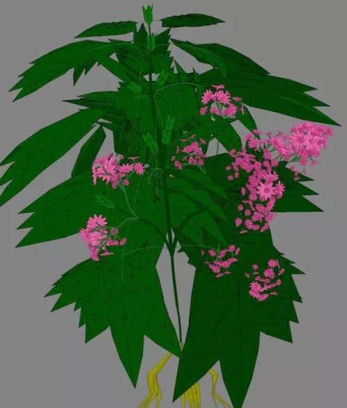 Lowpoly Flower Plant 3d model Lowpoly Flower Plant 3d model