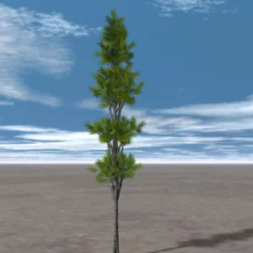Cypress Tree 3d model
