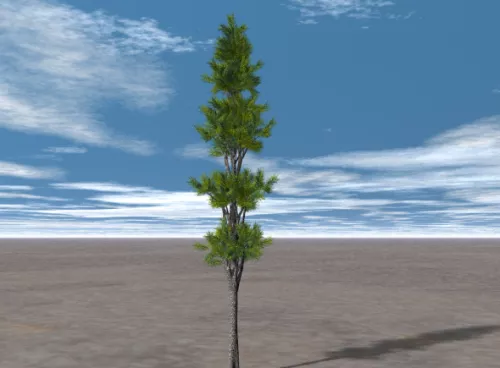 Cypress Tree 3d model Cypress Tree 3d model
