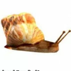 Snail Animal 3d model