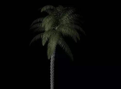 Palm Tree 3d model Palm Tree 3d model