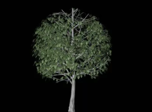 Tree Free 3d model Tree Free 3d model