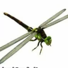 Dragonfly 3d model