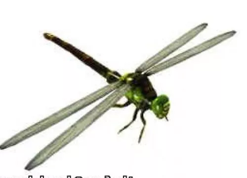 Dragonfly 3d model Dragonfly 3d model