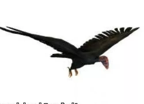 Condor Bird 3d model Condor Bird 3d model