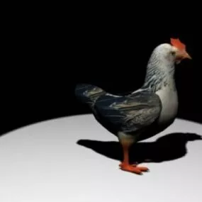 Chicken Rooster 3d model