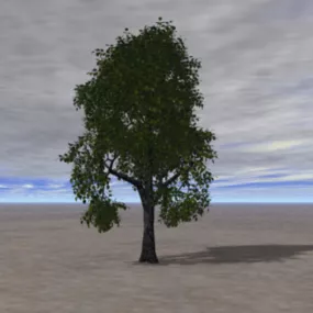 Sugar Maple Tree 3d model
