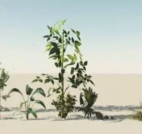 Various Low Plants 3d model