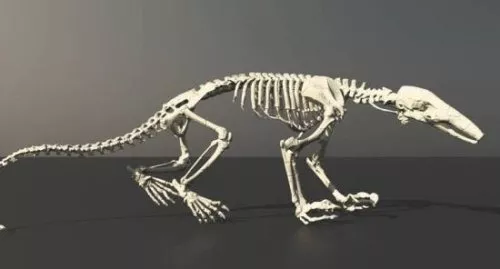 Anteater Skeleton 3d model Anteater Skeleton 3d model