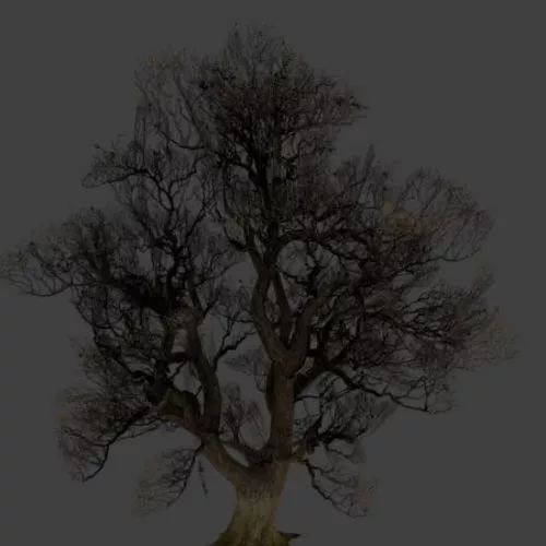 Plant Tree Oak 3d model Plant Tree Oak 3d model
