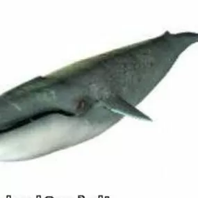 Lowpoly Whale 3d model