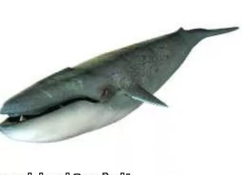 Lowpoly Whale 3d model Lowpoly Whale 3d model